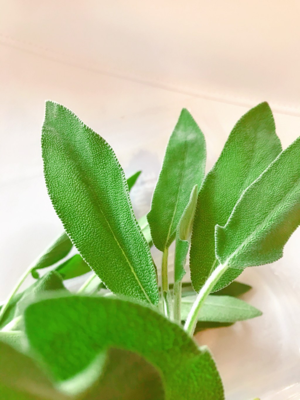 HERB FOR HEALTH:&nbsp;SAGE